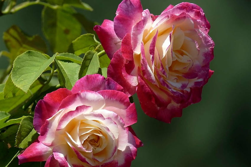 Rose, fiori, natura, macro Sfondo HD