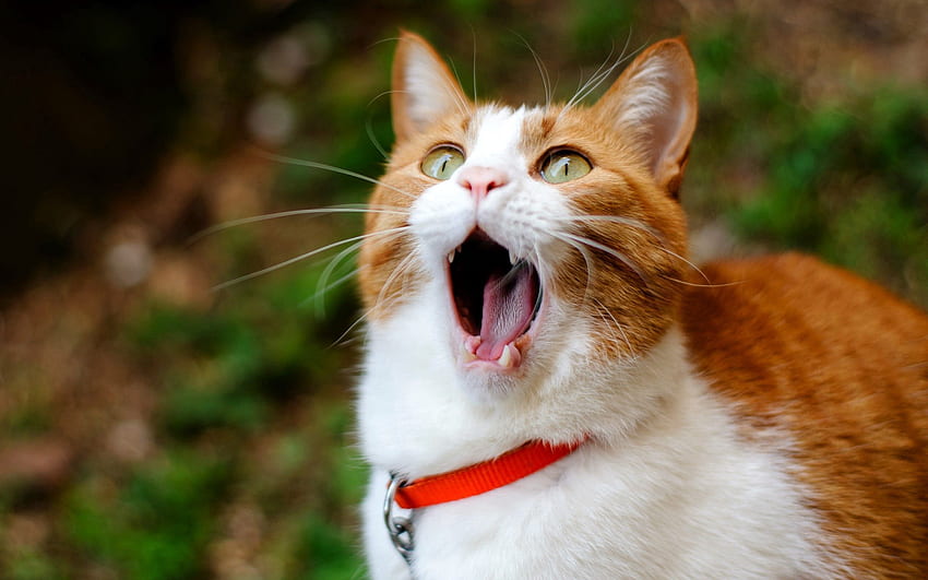 Animals, Cat, Yawn, To Yawn, Collar, Surprise, Astonishment HD wallpaper