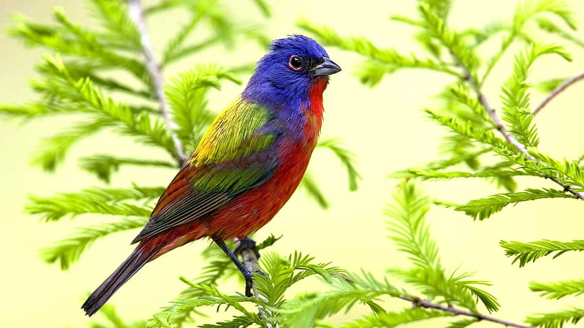 動物, 鳥, 座る, 枝, 色 高画質の壁紙