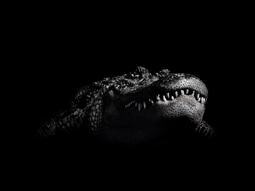 Animals, Crocodiles HD wallpaper