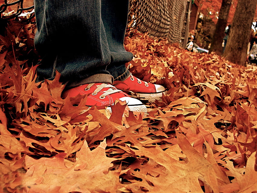Herbst, gelbe Blätter, Warten, Herbst, Blätter HD-Hintergrundbild