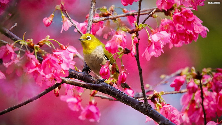 Spring Animal for, Cute Bird Spring HD wallpaper