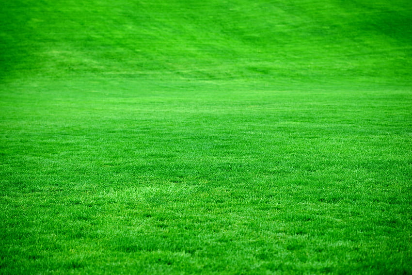 Natura, trawa, jasny, trawnik Tapeta HD