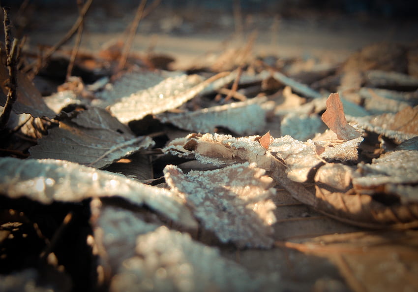 Blätter, Makro, Oberfläche, Frost, Raureif, trocken HD-Hintergrundbild