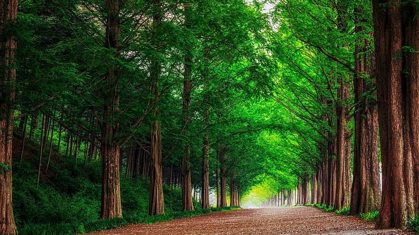 Background Green Forest Trees Straight Road HD wallpaper