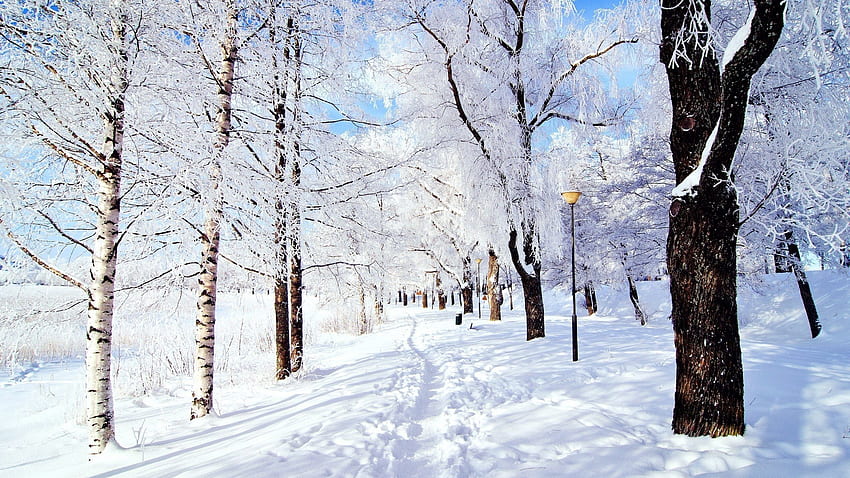 Snow - Snowy Scene - & Background, Snowy Day HD wallpaper