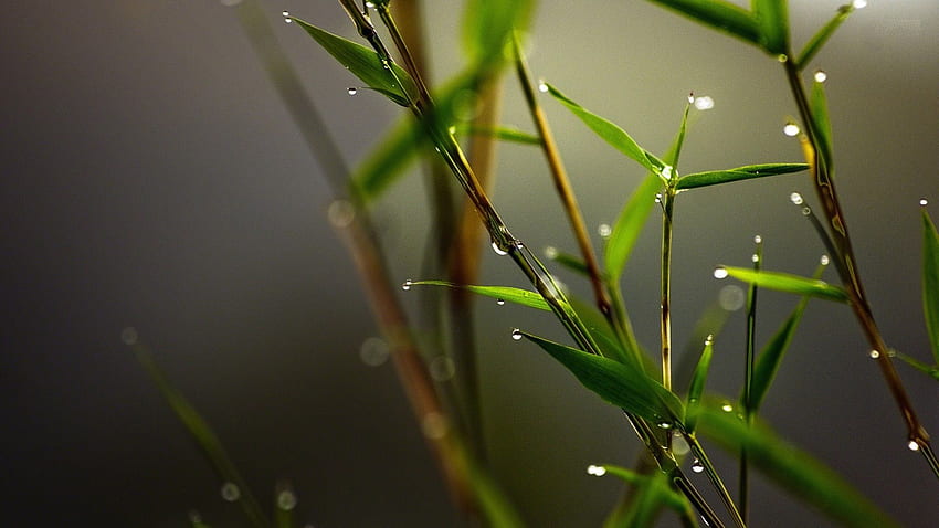 Dew, Drops, On, Bamboo, , Background HD wallpaper