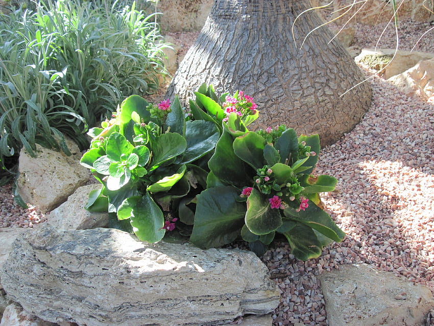 에드먼턴 정원에서 환상적인 하루 44, 잎, 그라피, 녹색, 빨강, 꽃, 바위, 돌 HD 월페이퍼