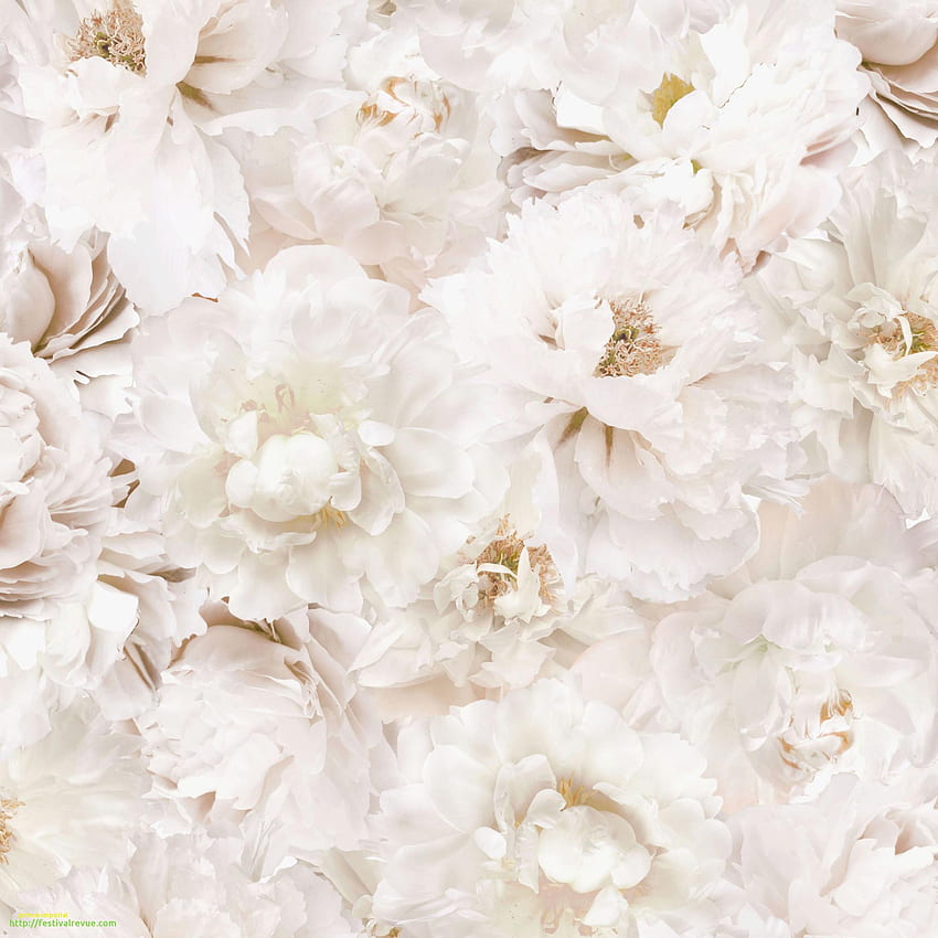 Fleurs blanches, fleur blanche élégante Fond d'écran de téléphone HD