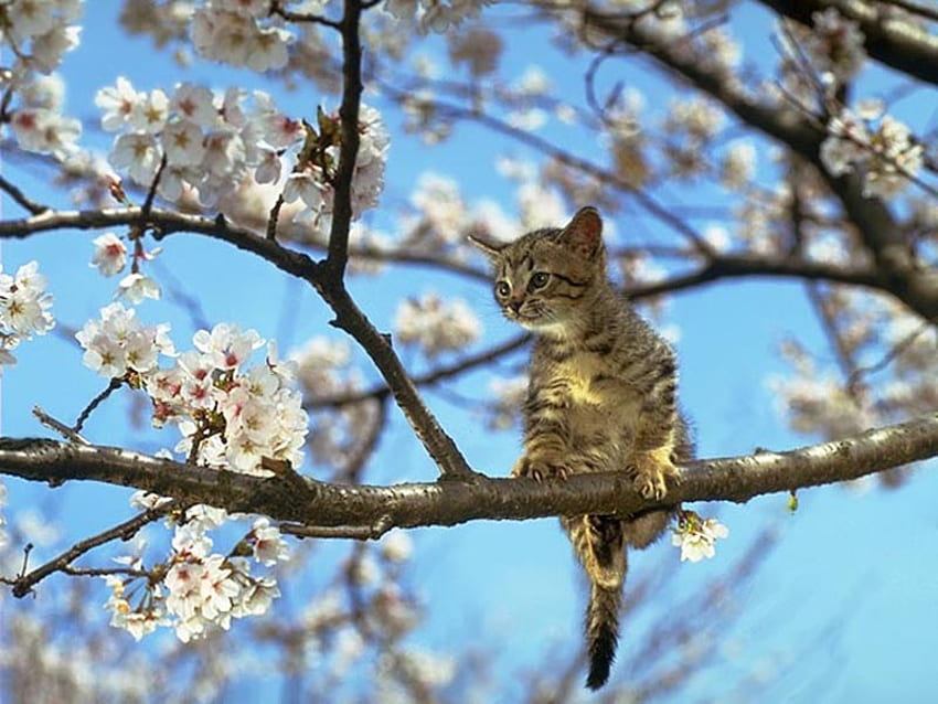 Cat on flowered tree, kitten, flower, cat, nature, tree HD wallpaper