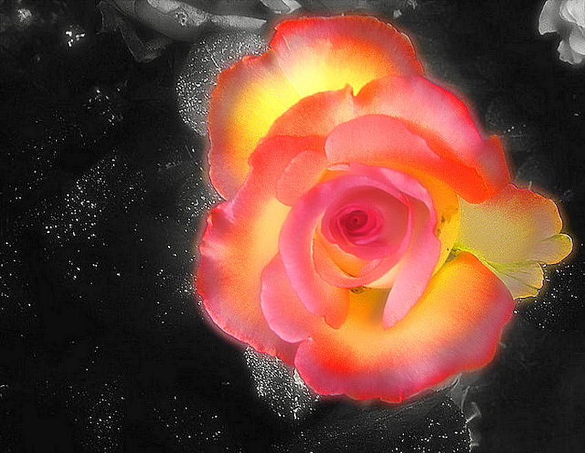 You brighten my life, rose, black, glow, yellow, flower, red, silver, gift HD wallpaper