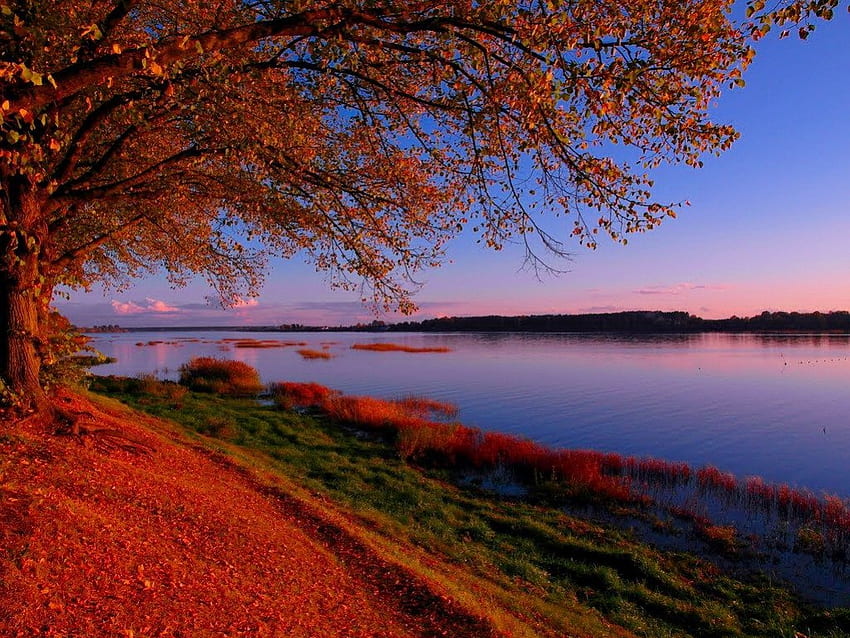 Matahari terbenam musim gugur, sungai, musim gugur, ungu, jatuh, pantai, daun, merah, cabang, pohon, musim gugur, alam, langit, tepi sungai, dedaunan, matahari terbenam Wallpaper HD