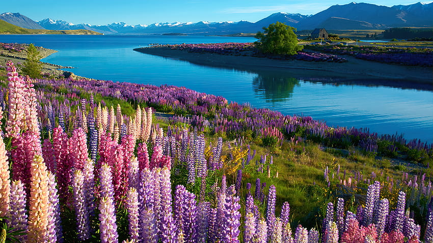 Lupins at lake Tekapo, wildflowers, Tekapo, New Zealand, lupine, beautiful, lake HD wallpaper
