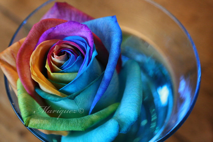 colors rose, rose, 3d, flower, colors, glass HD wallpaper