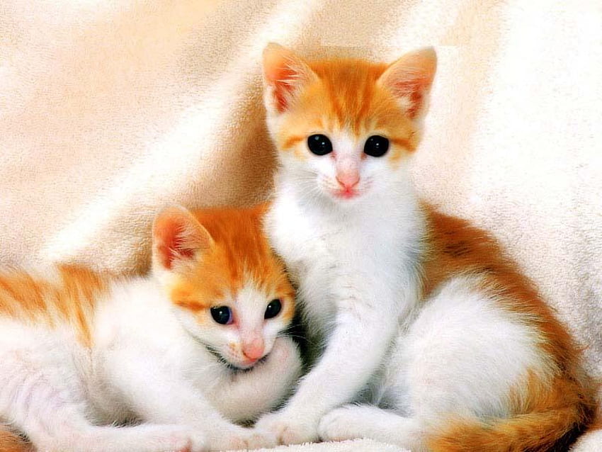Cute kitten couple, sweet, animal, kitten, cat, pet HD wallpaper