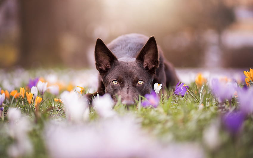 Australian Kelpie, dogs, lawn, flowers for with resolution . High Quality HD wallpaper