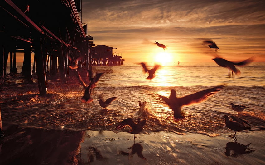 Möwen unter einem Pier bei Sonnenuntergang r, Meer, Vögel, Pier, r, Sonnenuntergang, Strand HD-Hintergrundbild