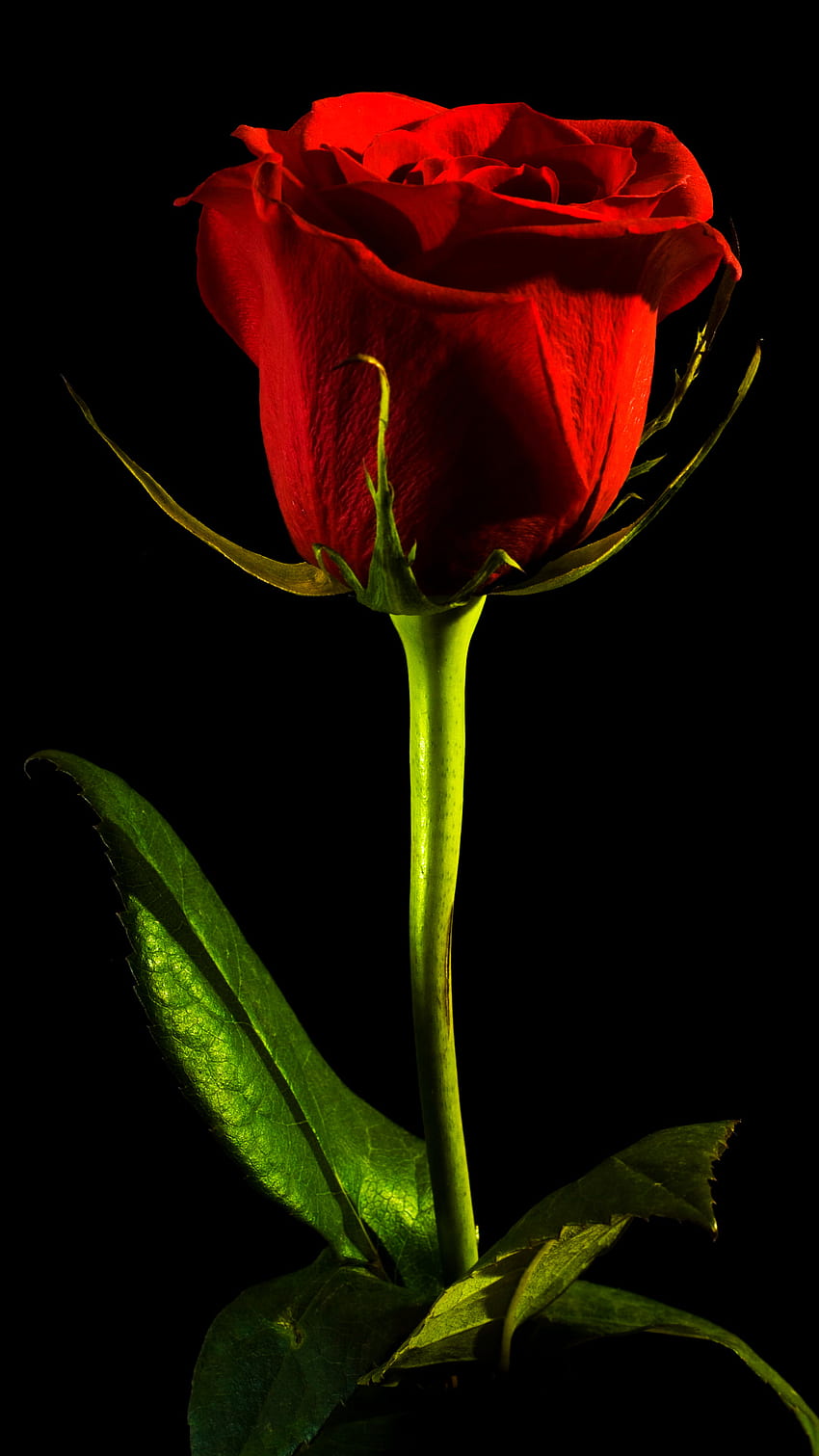 Single Rose :(, Liebe, Rot, Kunst, Dunkel, Valentinstag, Iphone, Grafik HD-Handy-Hintergrundbild