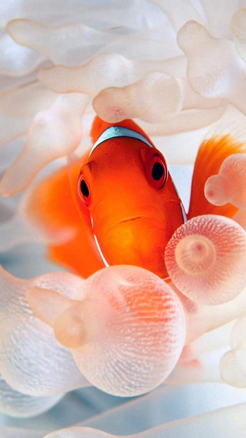 Gold Fish, Goldfish HD phone wallpaper | Pxfuel