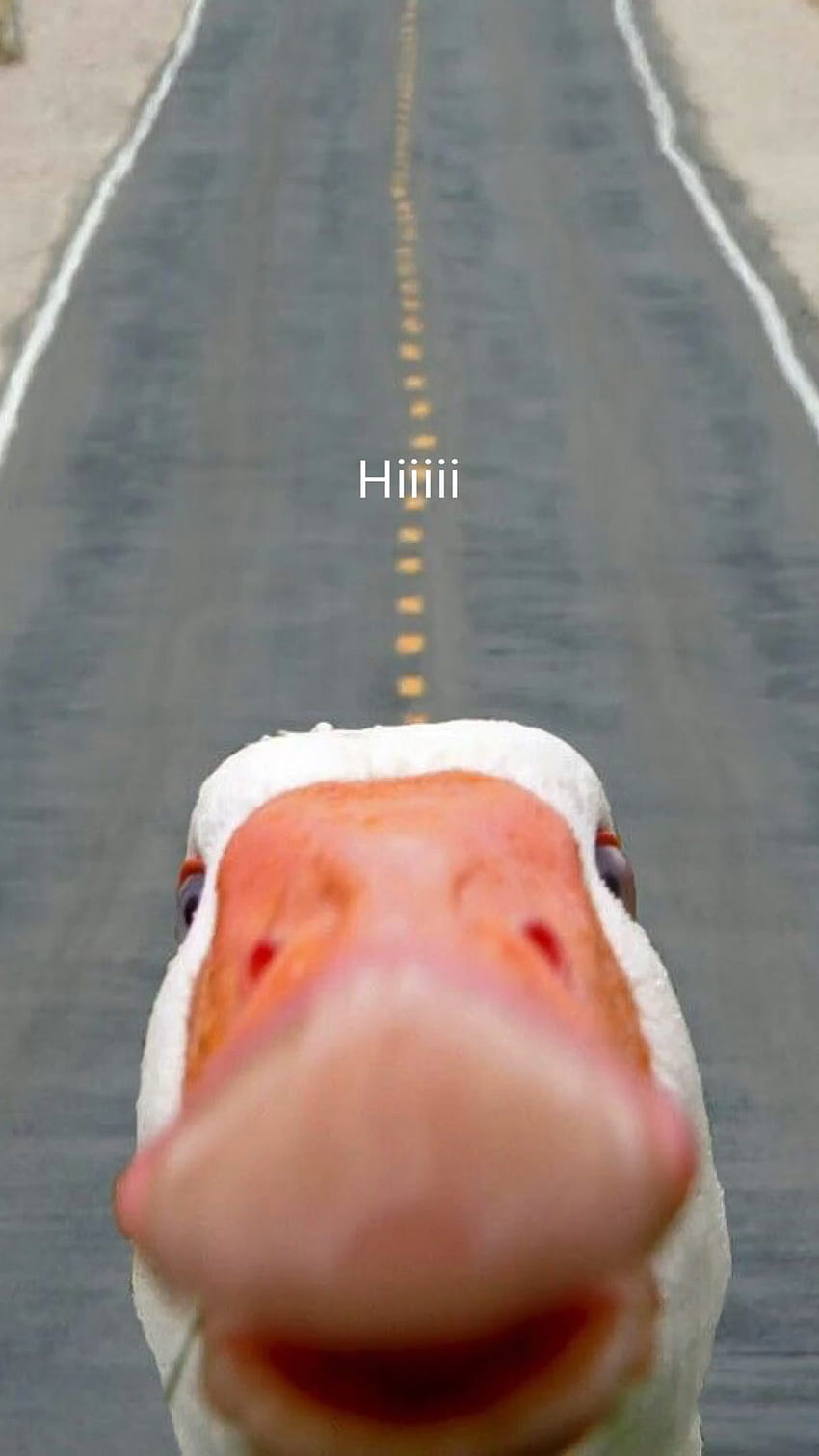 Hiiii, meme, duck, animal HD phone wallpaper | Pxfuel