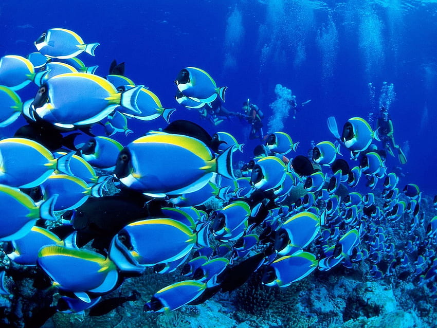 Tiere, Fische, Ozean, Unterwasserwelt, viele, Vielzahl HD-Hintergrundbild