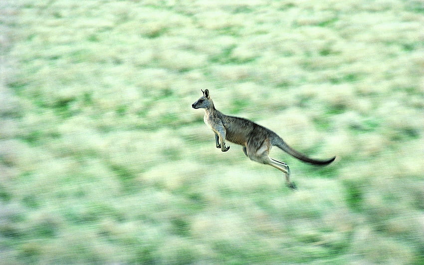 Zwierzęta, kangur, prędkość, odbicie, skok Tapeta HD