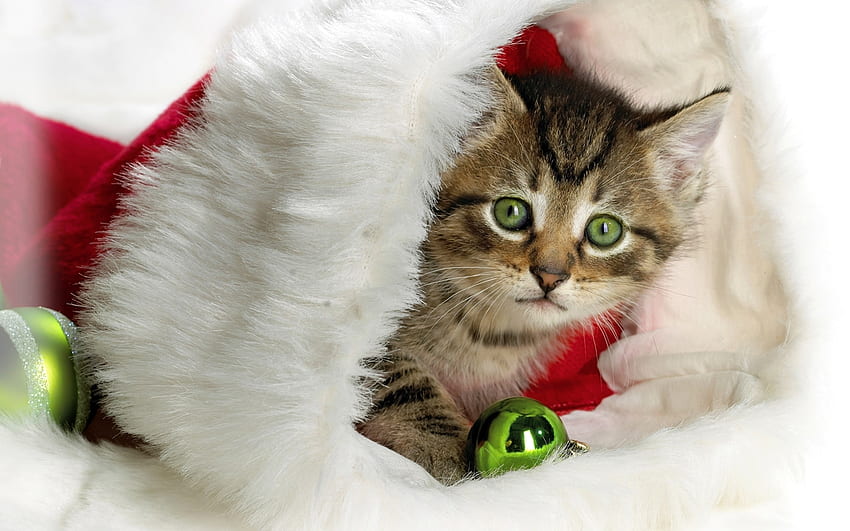Animals, Holidays, Cats, New Year HD wallpaper