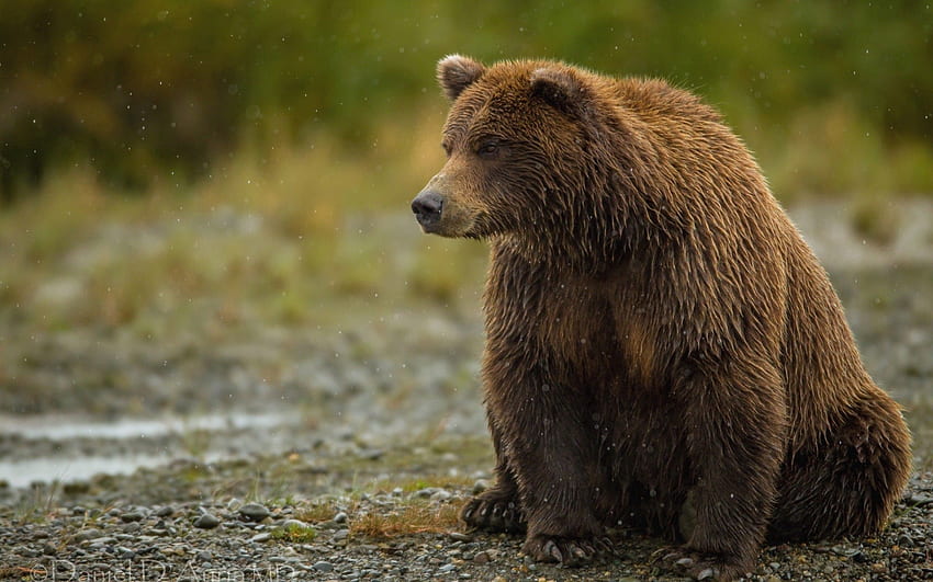 Animali, orso, grasso, spesso, è seduto, si siede Sfondo HD