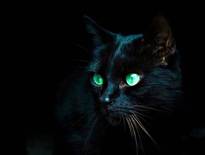 FANCY CAT, niebieskie, czarne tło, oczy, kot, abstrakcja, zwierzęta, zielony, zwierzęta domowe Tapeta HD