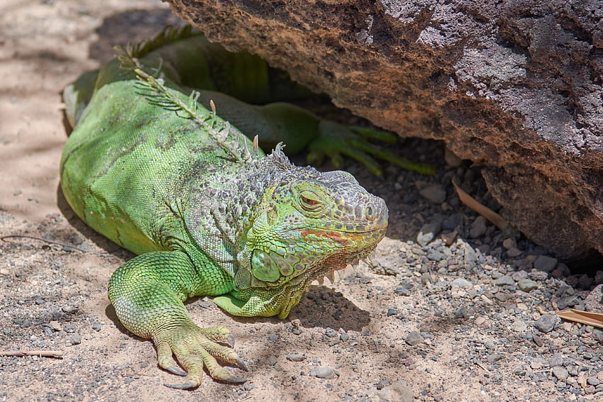 Animals, Color, Lizard, Reptile, Iguana HD wallpaper