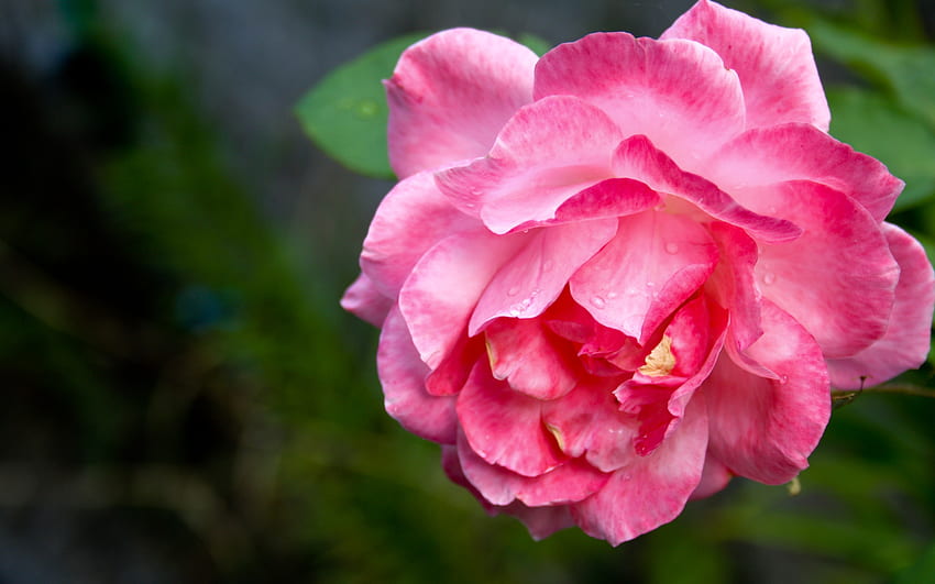 Rosa Rosa, jardim, linda, natureza, flores papel de parede HD