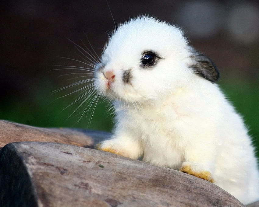 Cute White Baby Bunnies 4 . Cute animals, Cute baby bunnies, Baby animals  HD wallpaper | Pxfuel