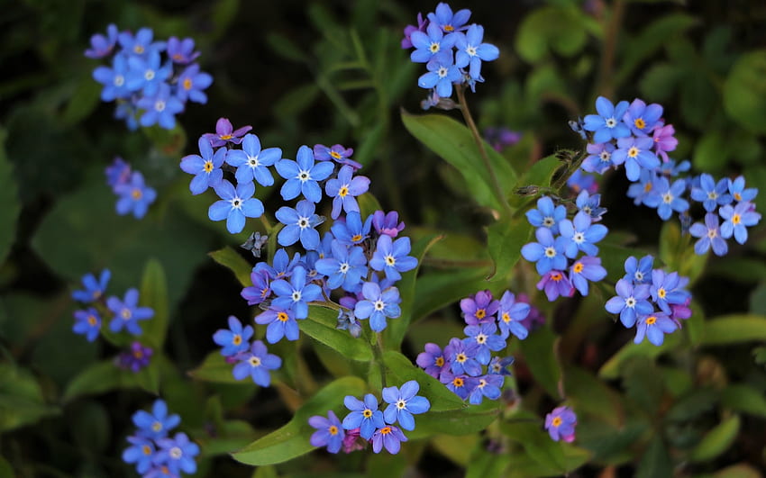 Niezapominajki, niebieski, niezapominajki, kwiaty, makro Tapeta HD