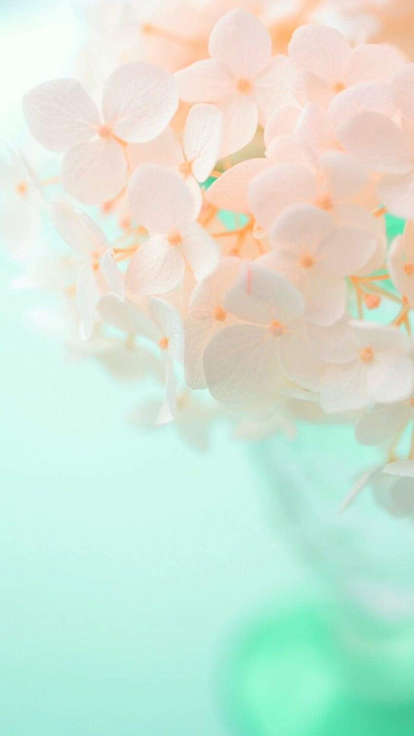 art, background, beautiful, beauty, colorful, design, drops, flowers, green, inspiration, leaves, luxury, nature, pastel, pink flowers, pretty, soft, softy, still life, style, , we heart it, pastel flowers, pastel color, beauty flowers HD phone wallpaper
