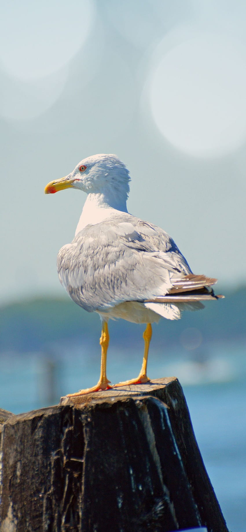 gaivota, pássaro, branco, ave marinha, iphone Papel de parede de celular HD
