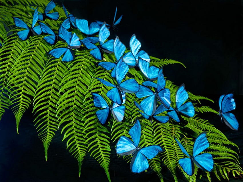 The group, blue, butterflies, black, Morphos, fern HD wallpaper