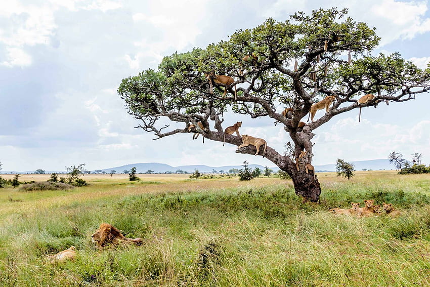 1 本の木に何匹のライオンを収めることができますか。 背景、森の野生生物 高画質の壁紙