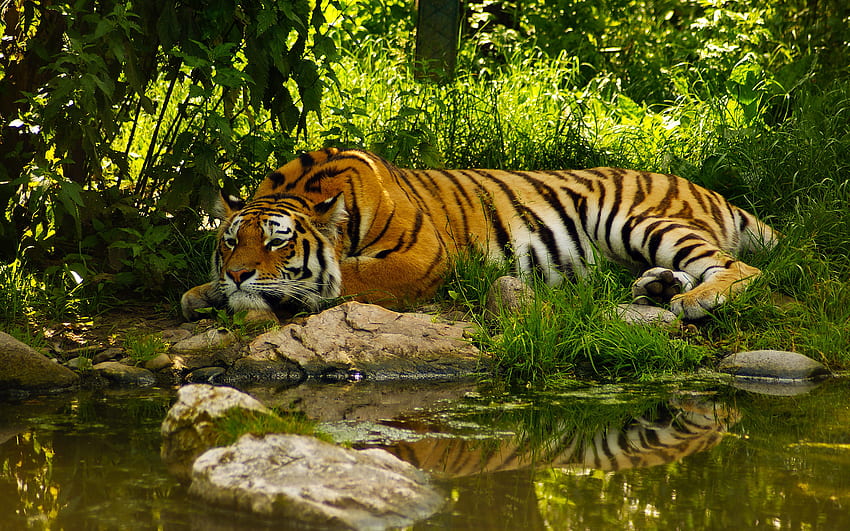 Животни, тигри HD тапет