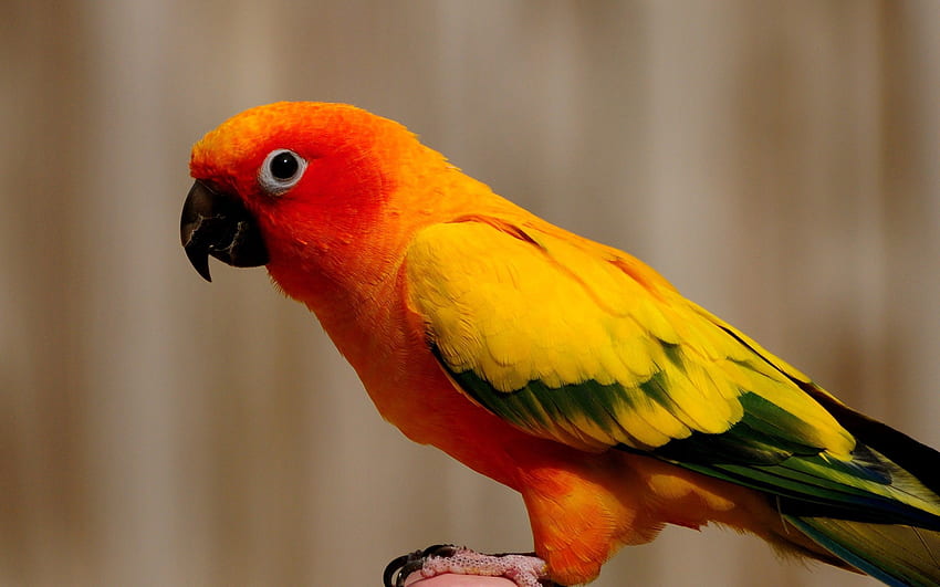 Animals, Parrots, Feather, Bird, Color HD wallpaper