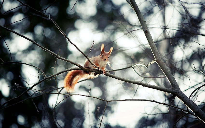Animals, Squirrel, Sit, Branch, Hide, Animal HD wallpaper