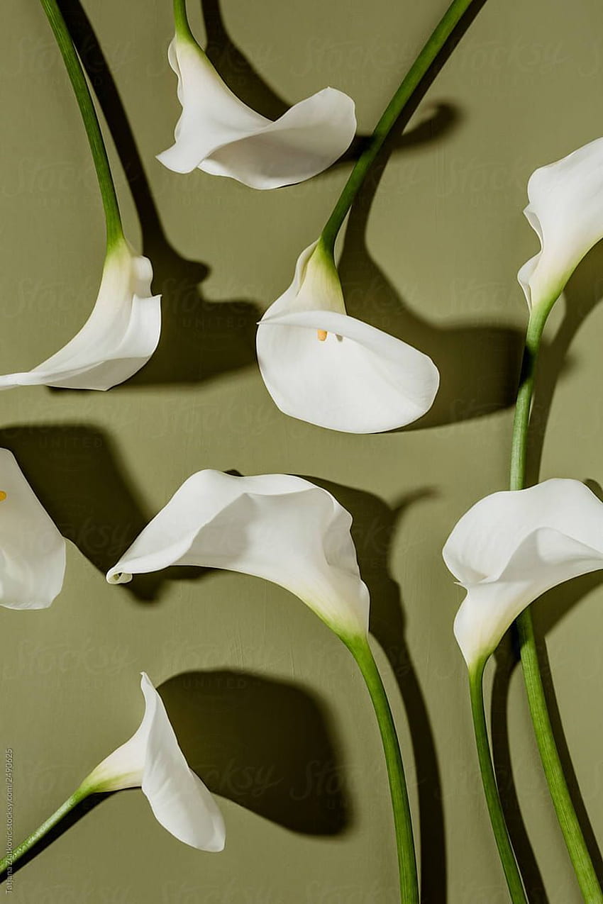 タチアナ・ズラトコビッチのカラー・リリー。 ユリ、オランダカイウユリの花、オランダカイウユリ、ユリ HD電話の壁紙