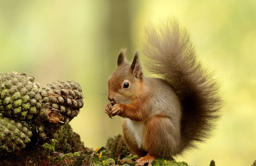 Animals, Squirrel, Wood, Fluffy, Tree, Tail HD wallpaper