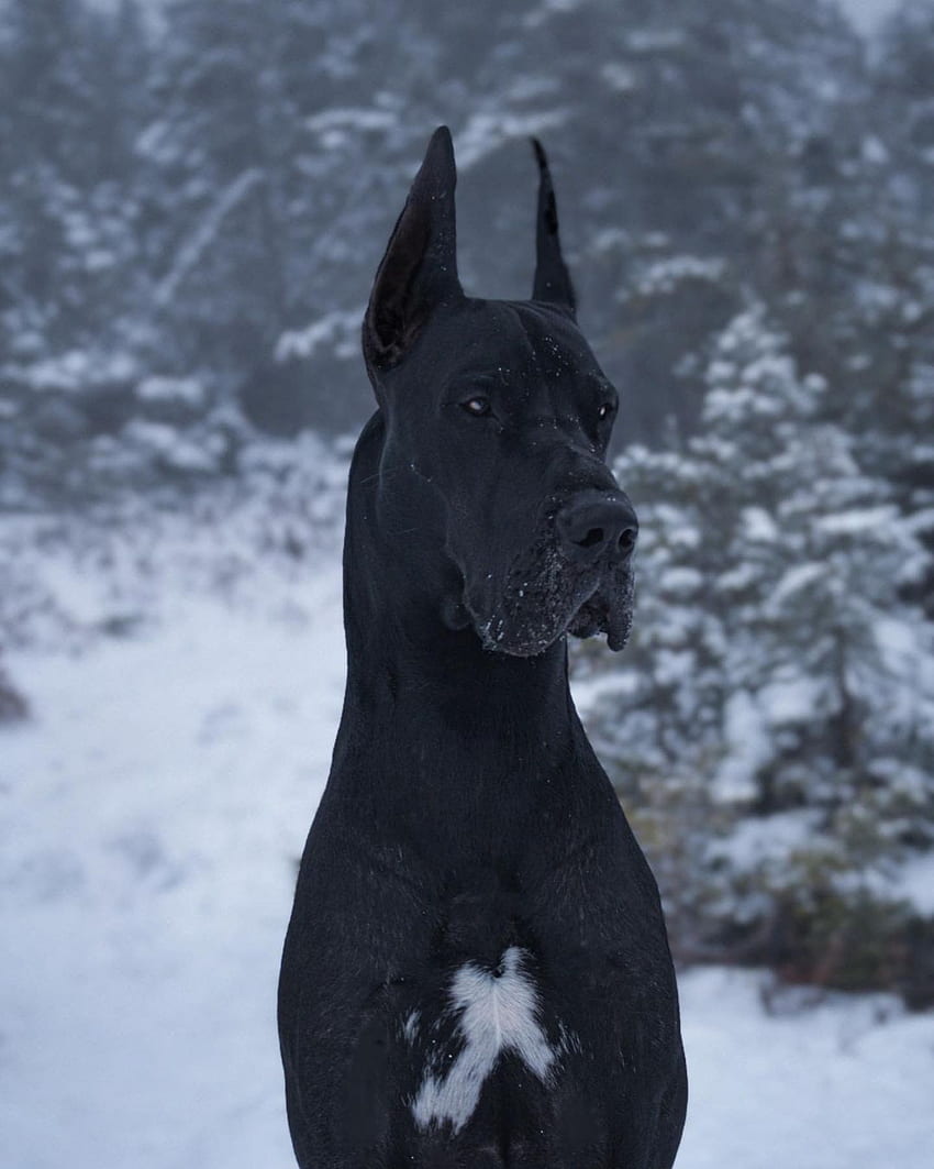 Great Dane Kanada Terkenal di Instagram Karena Terlihat Seperti Batman, Great Dane Dog wallpaper ponsel HD