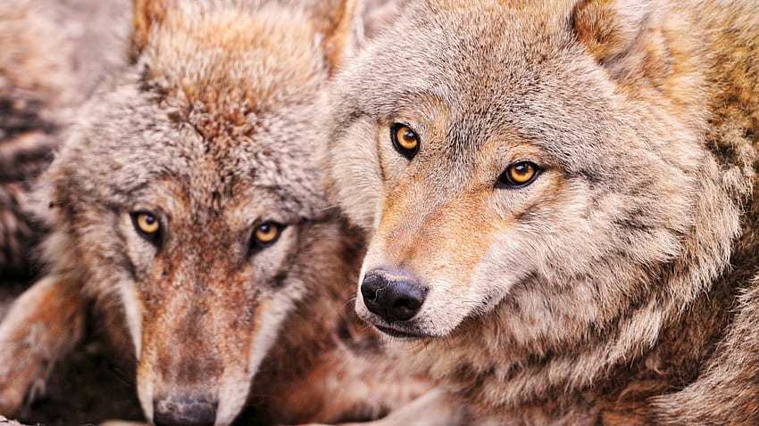 Uśmiech, drapieżniki, wilki, dzika przyroda, zwierzęta, natura, wilk, dziki Tapeta HD