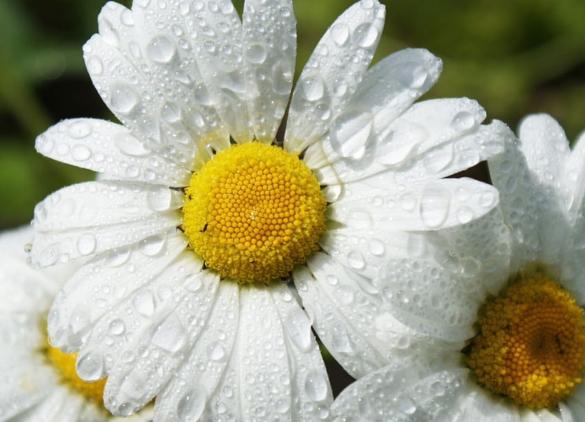 Margherite bagnate, tenerezza, bianco, fiore bianco, morbido, gocce d'acqua, bellezza, bagnato, margherita, petali, fiore, giallo Sfondo HD