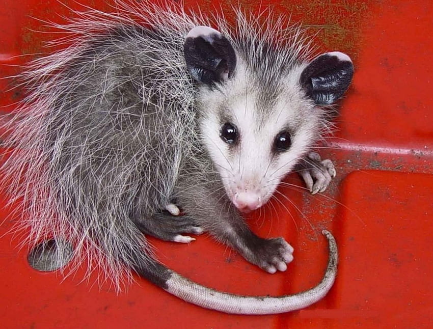 Opossum, cute, fluffy, tail, little HD wallpaper