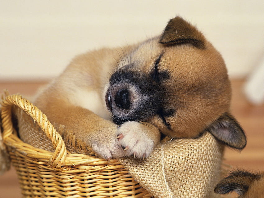 Mengantuk )), anak anjing, bermimpi, lucu, mengantuk, tidur Wallpaper HD