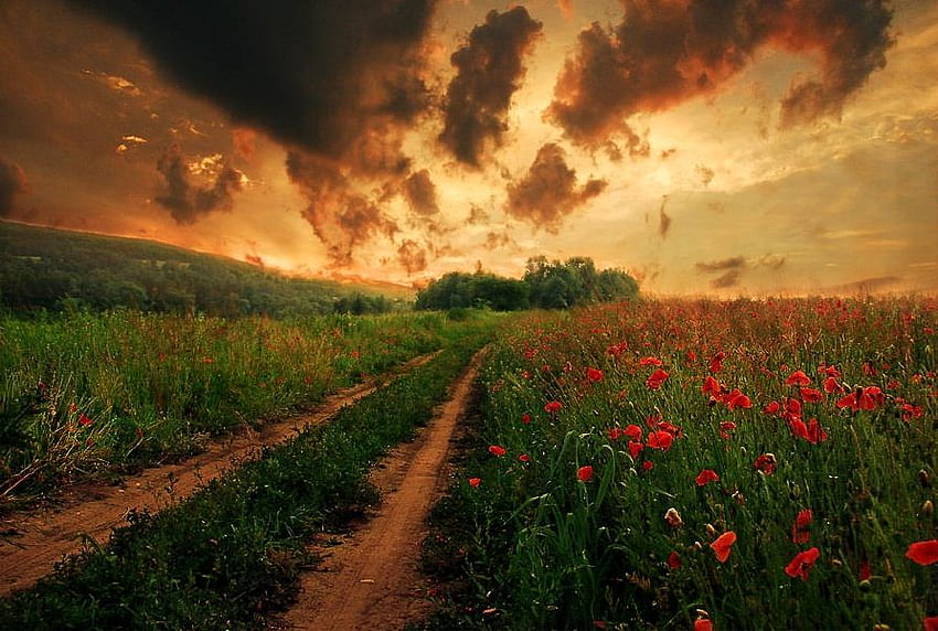 poppies and sky, poppies, field, sky, nature, sunset HD wallpaper