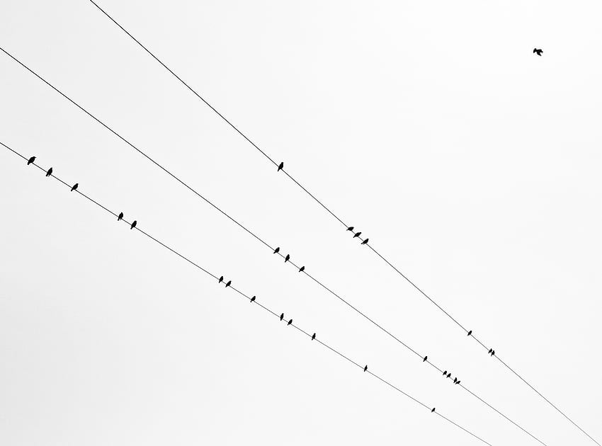 Birds, Minimalism, Bw, Chb, Wire, Wires HD wallpaper