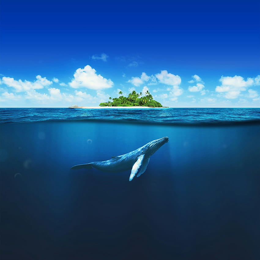 Una balena sotto l'oceano Animali Q - Abu Dhabi Rixos Sfondo del telefono HD